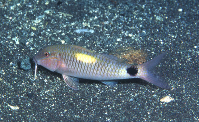 Parupeneus indicus